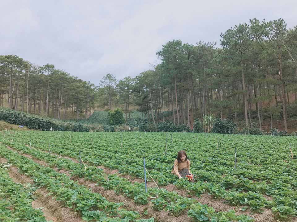 Lên Đà Lạt một ngày làm nông dân thu hoạch dâu tây - 11