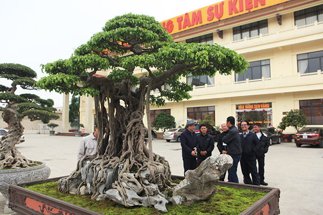 Ngắm cây sanh từng lên trang bìa tạp chí nghệ thuật cây cảnh Mỹ - 2