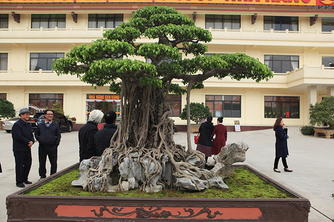 Ngắm cây sanh từng lên trang bìa tạp chí nghệ thuật cây cảnh Mỹ - 5