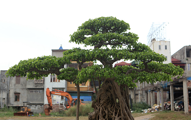 Ngắm cây sanh từng lên trang bìa tạp chí nghệ thuật cây cảnh Mỹ - 8