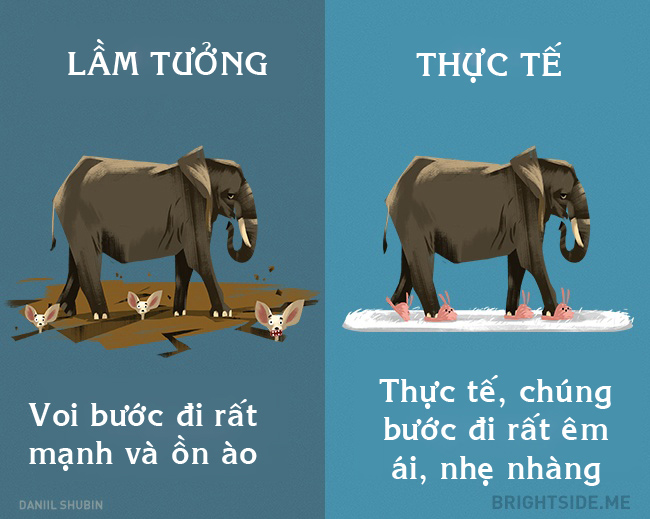 12 lầm tưởng khôi hài về động vật cha mẹ vẫn luôn dạy con - 7