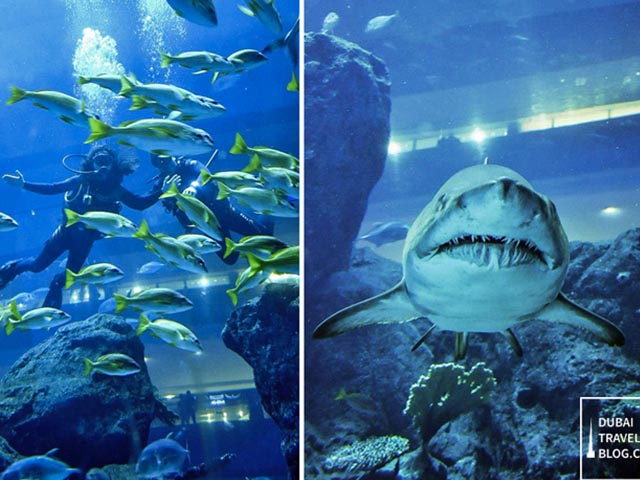 Bạn có dám bơi cùng cá mập trong bể siêu khổng lồ này?