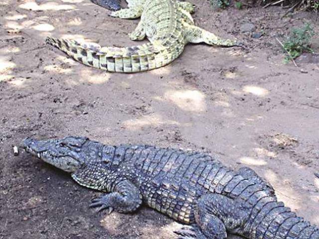 Zimbabwe: Nhảy xuống hồ, bị 3 cá sấu xé nát tay, ngoạm đầu
