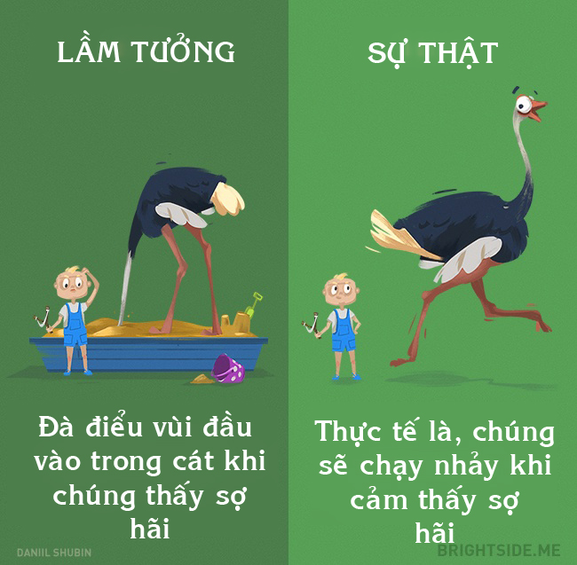 12 lầm tưởng khôi hài về động vật cha mẹ vẫn luôn dạy con - 12