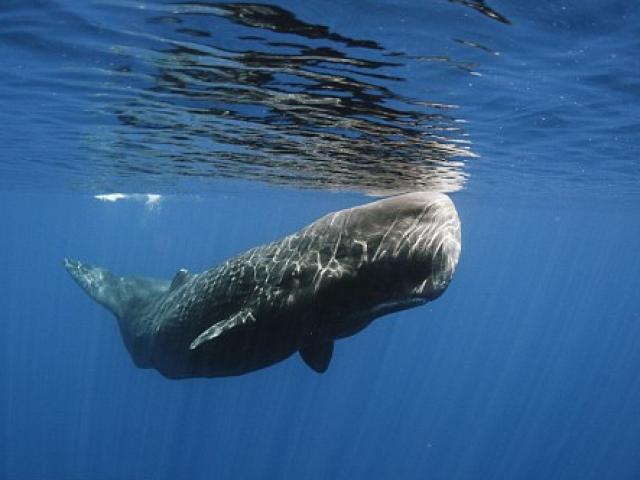Mổ bụng cá voi 6 tấn dạt bờ, phát hiện nguyên nhân chết đáng sợ
