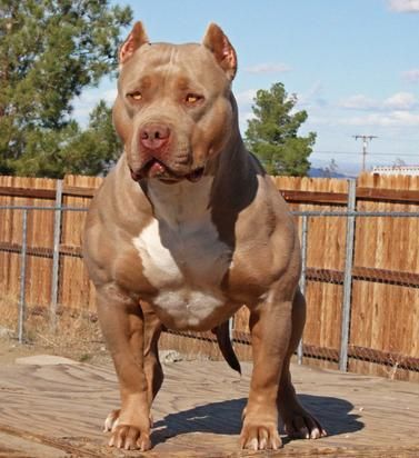 Mỹ: Định hãm hiếp trẻ em, bất ngờ bị pit bull cắn mất &#34;của quý&#34; - 1