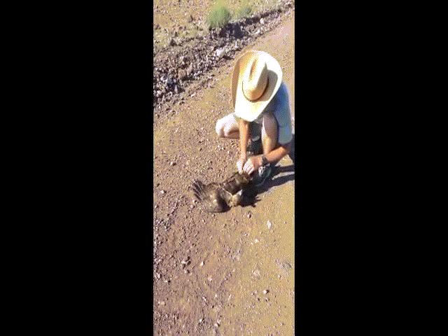 Video: Diều hâu sà xuống săn rắn, không ngờ bị siết cứng đờ