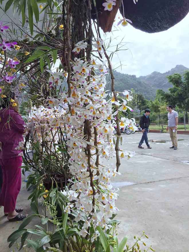 &#34;Nữ hoàng các loài hoa&#34; từ rừng xuống phố &#34;hút hồn&#34; dân chơi - 11