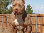 Thế giới - Mỹ: Định hãm hiếp trẻ em, bất ngờ bị pit bull cắn mất &quot;của quý&quot;