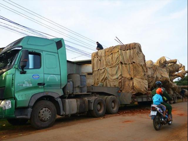Truy nguồn gốc cây khủng vận chuyển xuyên Việt: Rối như tơ vò