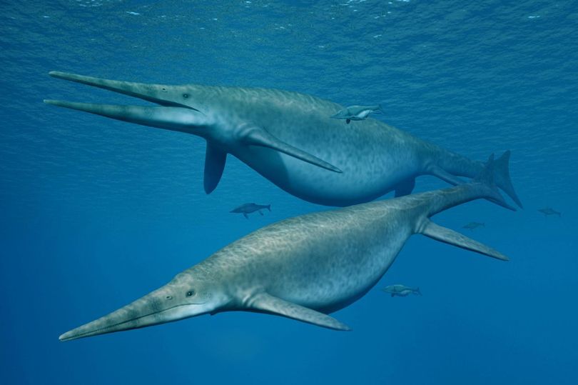 Tìm thấy xương của “rồng biển” 205 triệu năm to nhất thế giới - 1