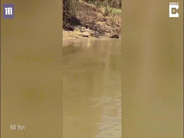 Cá sấu khổng lồ xé xác đồng loại, nuốt đến mẩu đuôi cuối cùng