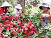 Thị trường - Tiêu dùng - Chôm chôm chính thức có &quot;giấy thông hành&quot; sang New Zealand