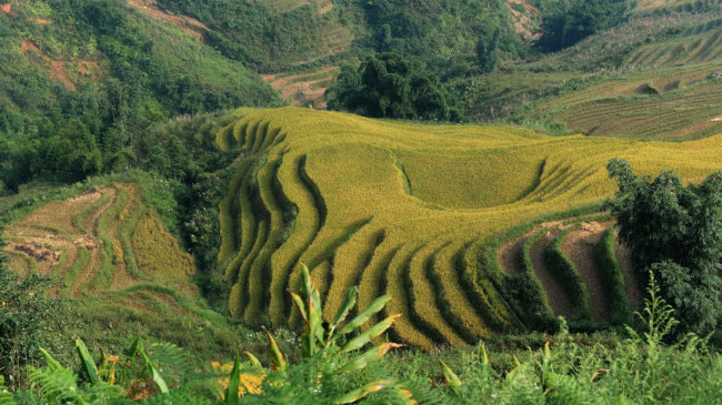 Sa Pa: Thị trấn miền núi của tỉnh Lào Cai thu hút những du khách thích tận hưởng không khí trong lành, ngắm thác nước, ruộng bậc thang, khám phá rừng tre và đi bộ leo núi. Nơi đây có đỉnh núi cao nhất Việt Nam, Phan Xi Păng, với độ cao 3.143 m.