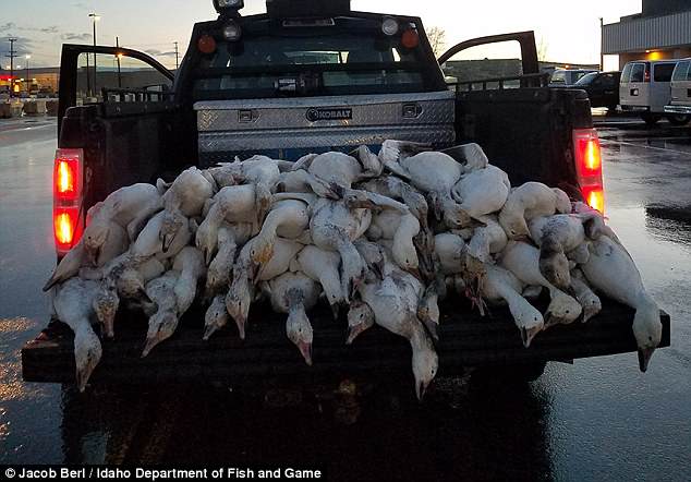 Mỹ: Hơn 50 con ngỗng bị sét đánh chết khi đang bay trên trời - 1