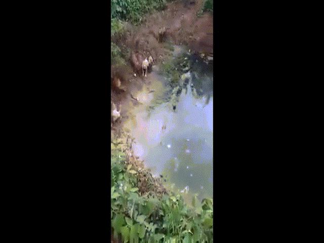 Video: Hổ mang chúa khổng lồ khốn khổ chống chọi đàn chó bên hố nước