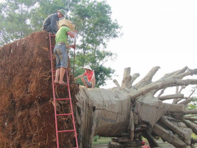 Nộp phạt 750.000 đồng, chủ hàng được nhận lại cây ”quái thú” cuối cùng