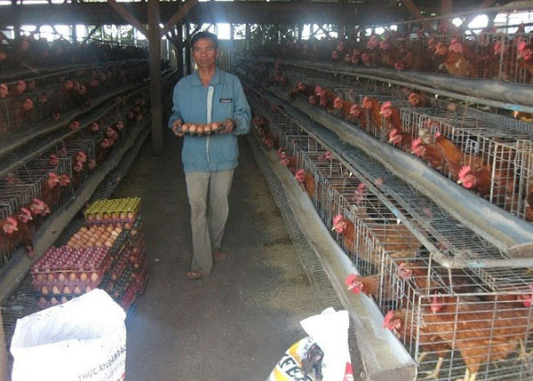 Lạ: Việt Nam nhập khẩu trứng gà, muối hằng năm - 1