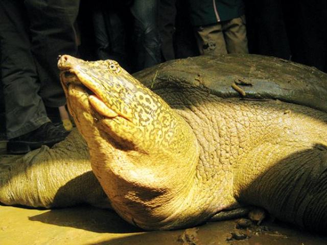 Phát hiện rùa Hoàn Kiếm ở Sơn Tây: Liệu có nhân được giống?