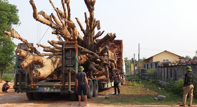 3 cây “quái thú” ra sao trước khi tiếp tục hành trình? - 1