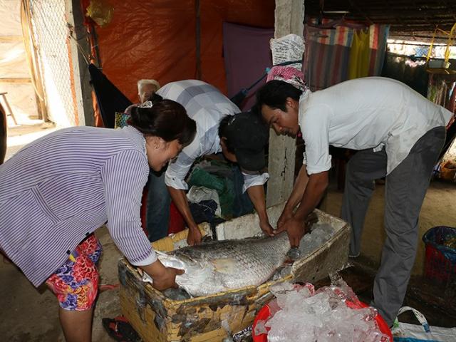 Bắt được cá ”khủng” nghi sủ vàng, nặng 26kg