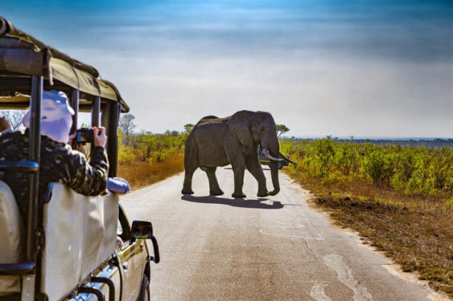 Ngắm động vật hoang dã trong vườn quốc gia Kruger: Khu bảo tồn động vật hoang dã ở Nam Phi phục vụ nhiều loại hình du lịch tùy thuộc vào túi tiền của du khách. Bạn có thể lựa chọn cắm trại hay khu nghỉ dưỡng cao cấp trong vườn quốc gia. Khu bảo tồn có nhiều loại động vật hoang dã quý hiếm như voi, trâu rừng, sư tử, linh cẩu,…