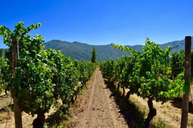 Thưởng thức rượu vang ở Chile: Đất nước hình trái ớt nổi tiếng với những cánh đồng nho rộng lớn gần dãy núi Andes. Du khách có thể tới thị trấn Casa Silva để thưởng thức rượu nho hảo hạng và nghỉ tại nông trang từ thế kỷ 18 được cải tạo thành khách sạn.