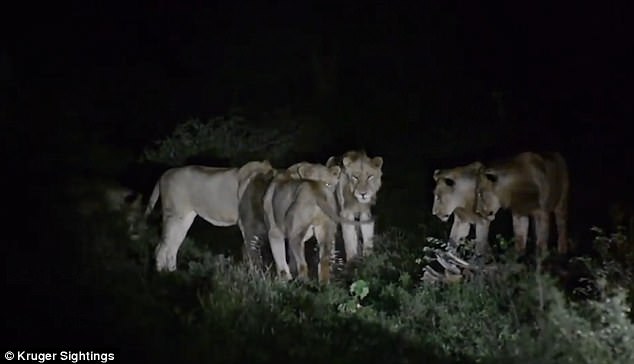 7 sư tử đói ăn “bó tay” trước một con nhím - 1