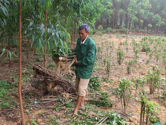 &#34;Thần dược&#34; đinh lăng giảm giá sốc từ 50.000 còn... 2.000 đồng/kg - 2