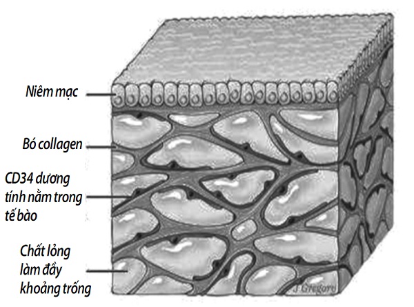 Khám phá bộ phận mới trong cơ thể giúp trị ung thư - 1