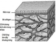 Sức khỏe đời sống - Khám phá bộ phận mới trong cơ thể giúp trị ung thư