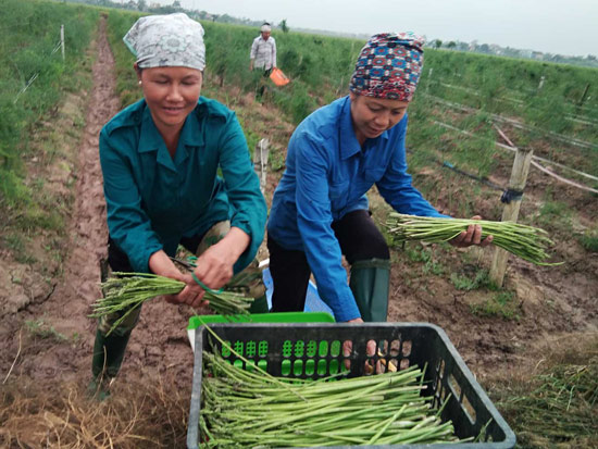 Liều mình trồng &#34;cây quý tộc&#34;, nông dân 7X cầm chắc 4 triệu/ngày - 3