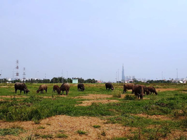 Người đàn ông &#34;sống khỏe&#34; nhờ nghề... chăn trâu giữa trung tâm Sài Gòn - 1