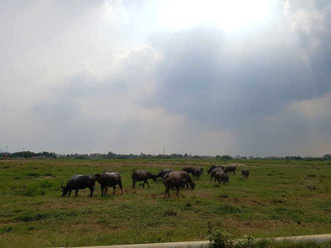 Người đàn ông &#34;sống khỏe&#34; nhờ nghề... chăn trâu giữa trung tâm Sài Gòn - 3