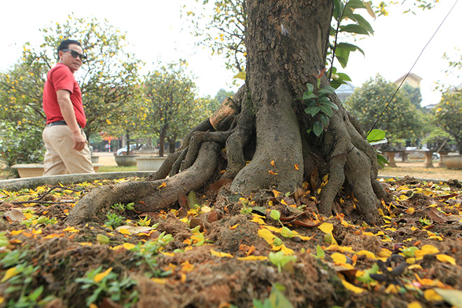 Chiêm ngưỡng bộ sưu tập 50 gốc mai tứ quý "khủng" của đại gia Phú Thọ - 3