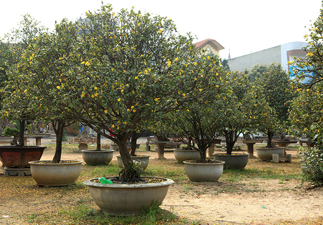 Chiêm ngưỡng bộ sưu tập 50 gốc mai tứ quý "khủng" của đại gia Phú Thọ - 2