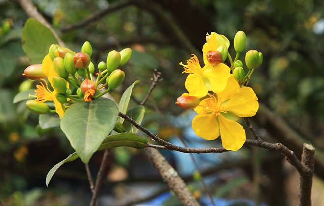 Chiêm ngưỡng bộ sưu tập 50 gốc mai tứ quý "khủng" của đại gia Phú Thọ - 7