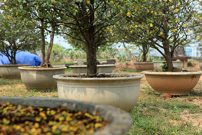 Chiêm ngưỡng bộ sưu tập 50 gốc mai tứ quý "khủng" của đại gia Phú Thọ - 4