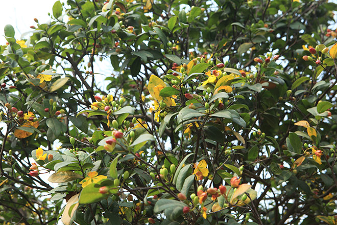 Chiêm ngưỡng bộ sưu tập 50 gốc mai tứ quý "khủng" của đại gia Phú Thọ - 6