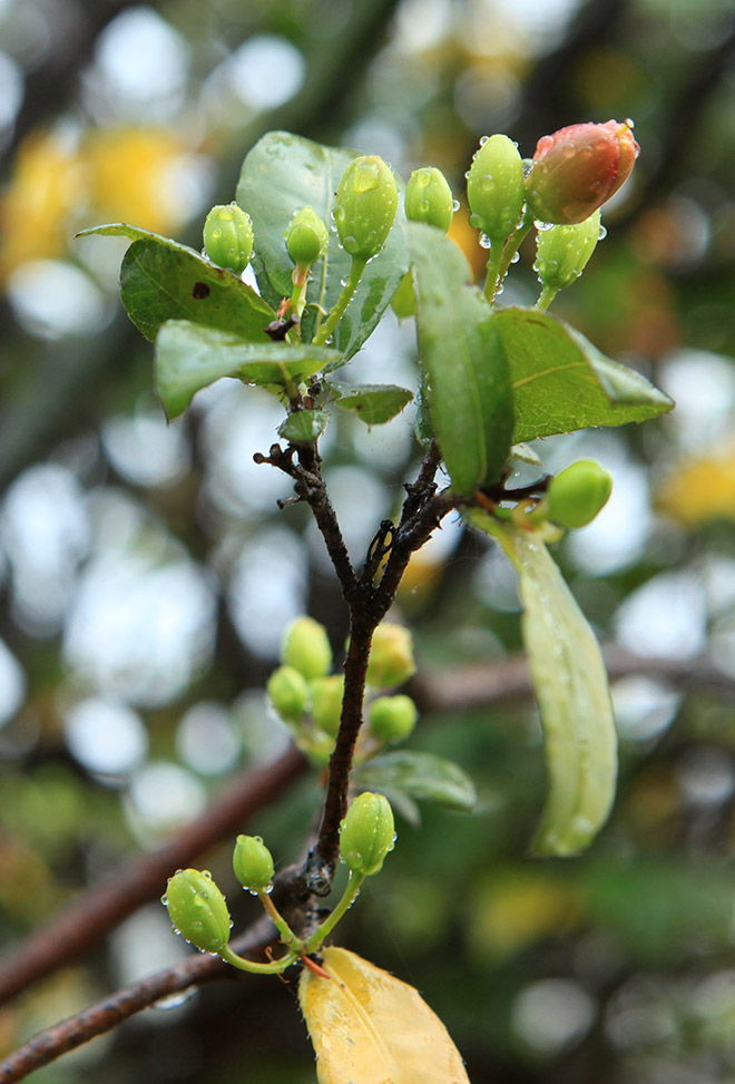 Chiêm ngưỡng bộ sưu tập 50 gốc mai tứ quý "khủng" của đại gia Phú Thọ - 8