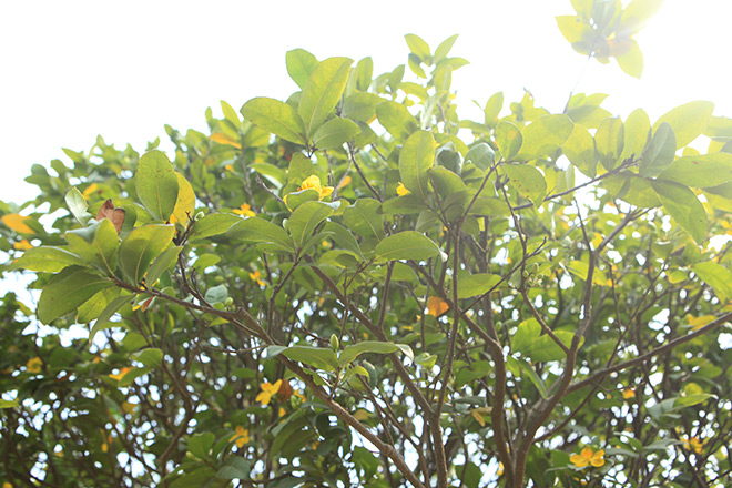 Chiêm ngưỡng bộ sưu tập 50 gốc mai tứ quý "khủng" của đại gia Phú Thọ - 5