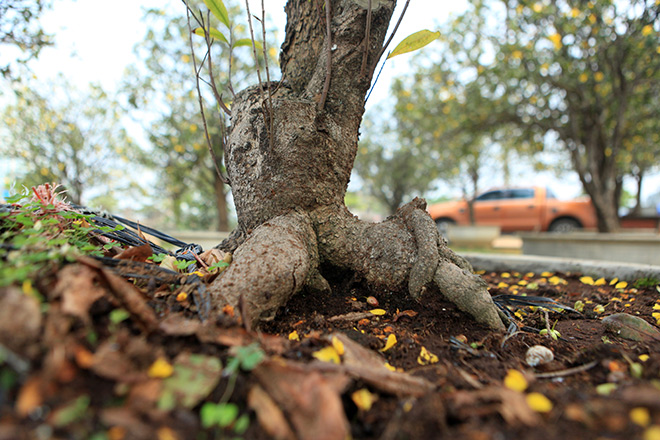 Chiêm ngưỡng bộ sưu tập 50 gốc mai tứ quý "khủng" của đại gia Phú Thọ - 11