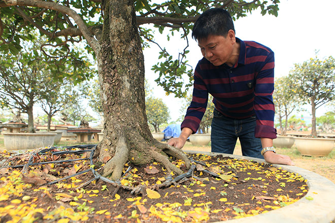 Chiêm ngưỡng bộ sưu tập 50 gốc mai tứ quý "khủng" của đại gia Phú Thọ - 10