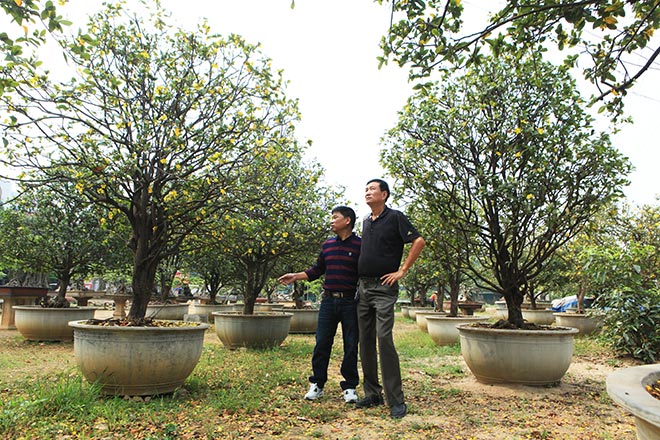 Chiêm ngưỡng bộ sưu tập 50 gốc mai tứ quý "khủng" của đại gia Phú Thọ - 9