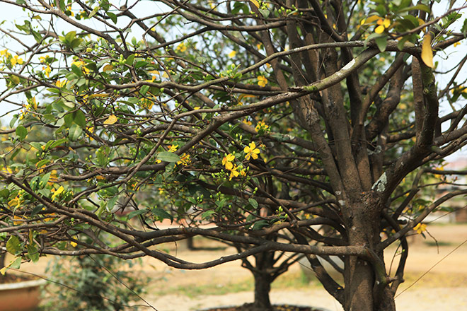 Chiêm ngưỡng bộ sưu tập 50 gốc mai tứ quý "khủng" của đại gia Phú Thọ - 13