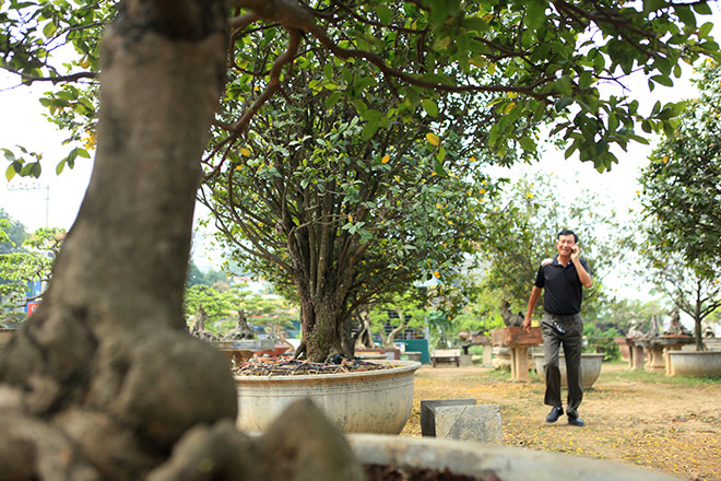 Chiêm ngưỡng bộ sưu tập 50 gốc mai tứ quý "khủng" của đại gia Phú Thọ - 12