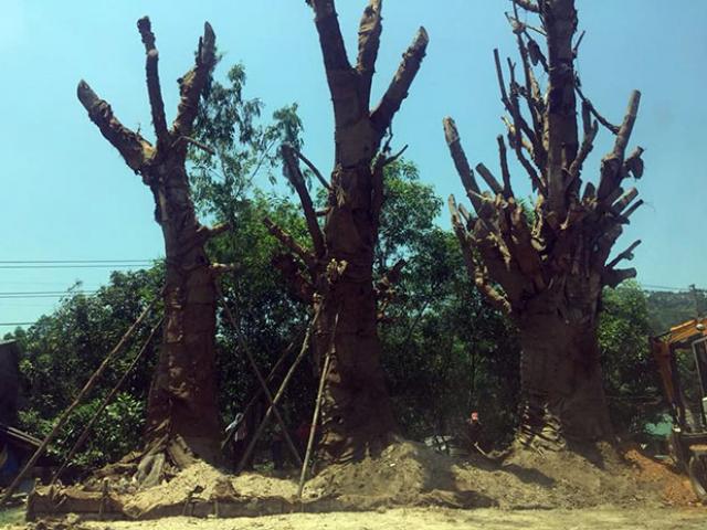 Diễn biến bất ngờ vụ 3 cây "quái thú" tại Huế