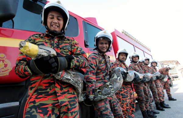 Malaysia: 8 lính cứu hỏa vật lộn với trăn khổng lồ dài 7m suốt một giờ - 1