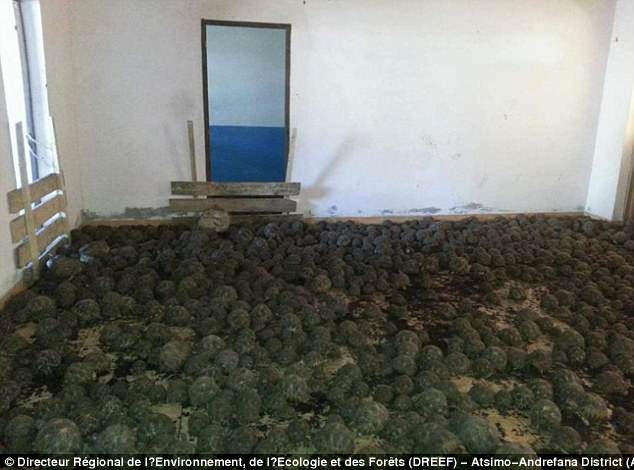 Vạn con rùa quý bị nhốt trong ngôi nhà hoang ở Madagascar - 1