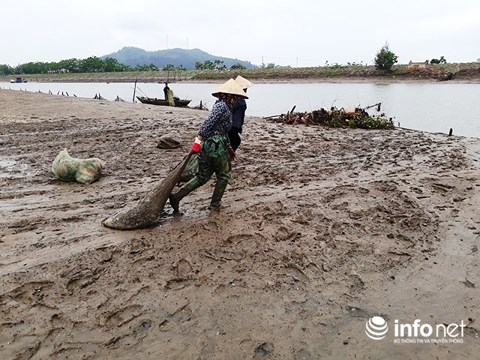 Thanh Hóa: Gần 100 tấn ngao bỗng dưng chết trắng bãi biển - 6